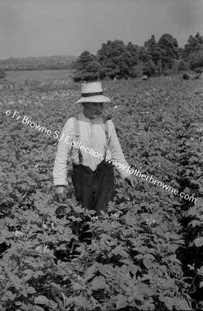 IN THE POTATO FIELDS  KATHLEEN HASLAM